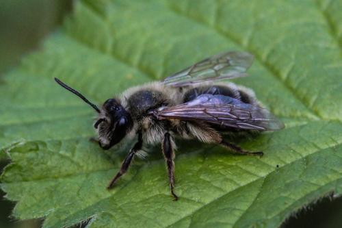 Andrena sp.
